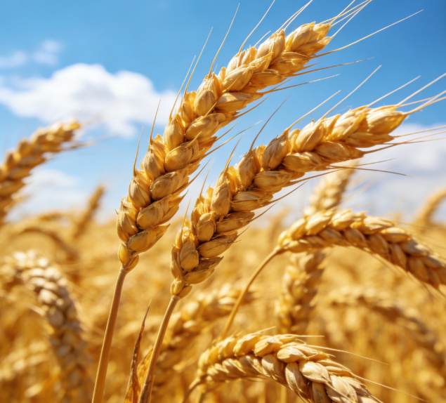 基層糧站缺專(zhuān)業(yè)設(shè)備？LD-LZ1熒光定量檢測(cè)儀操作簡(jiǎn)單易上手